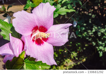 Rose of Sharon flower-4 Rose of Sharon flower-4 130681292