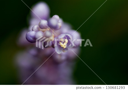 Yukari Yukari 130681293