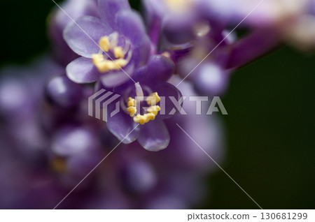 Yukari Yukari 130681299