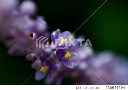 闊葉山麥冬 130681304