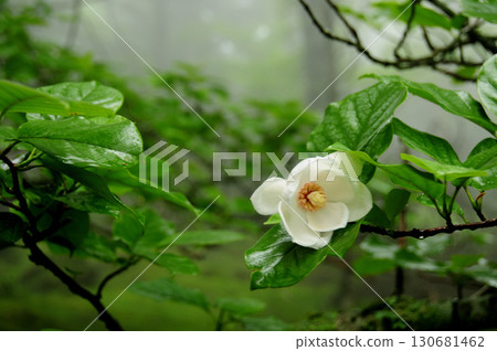 Magnolia sieboldii flowers (Yakkyogatake) [Tenkawa Village, Nara Prefecture] 130681462