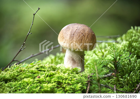 Close-up of a king bolete mushroom growing in lush green moss. Close-up of a king bolete mushroom growing in lush green moss. 130681690