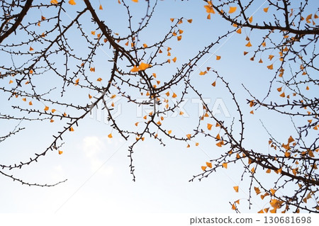 Ginkgo leaves that shine in the blue sky 130681698