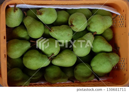 收穫容器中的巴特利特梨 收穫容器中的巴特利特梨 130681711