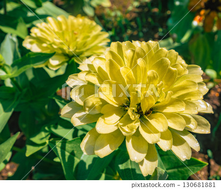 Zinnia flower-9 Zinnia flower-9 130681881