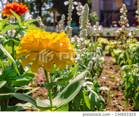Zinnia flower-42 Zinnia flower-42 130681929