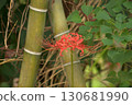 盛開在竹林裡的紅花 130681990