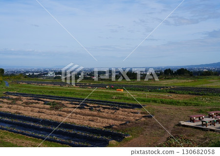 廣闊的地瓜田和田園風光 廣闊的地瓜田和田園風光 130682058