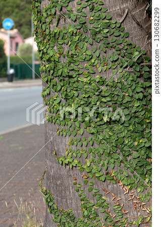 Stems and leaves of creeping green plant on palm tree trunk in town near street. Nature and background for design. Parasites among plants. 130682299