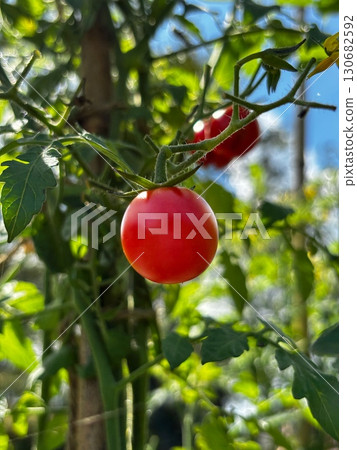  Mini Tomato 130682592