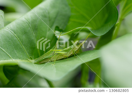Two male grasshoppers fighting over a female 130682805