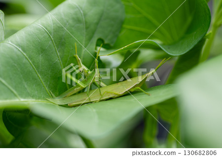 Two male grasshoppers fighting over a female Two male grasshoppers fighting over a female 130682806