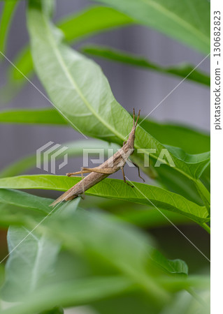 Brown rice grasshopper 130682823