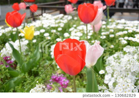 Tulips blooming along the national highway 130682829