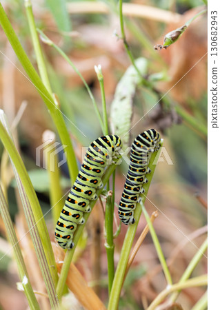 The larva of the yellowfin tuna The larva of the yellowfin tuna 130682943