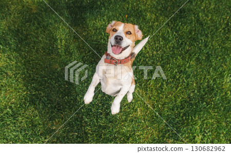 Energetic beagle with tongue out leaping on green lawn, front paws lifted and ears flapping in a cheerful display of playful joy 130682962