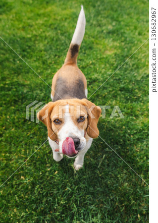 Beagle dog standing on green grass with tongue out licking its nose, looking up with a curious and eager expression Beagle dog standing on green grass with tongue out licking its nose, looking up with a curious and eager expression 130682967