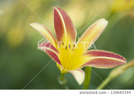 Yellow and red daylilies (Hemerocallis) are in bloom. The name of this daily is Gay Troubador. 130683144