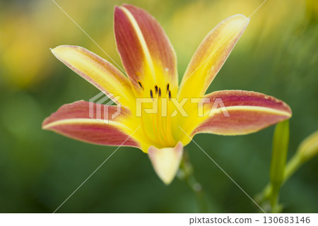 黃色和紅色的黃花菜(萱草屬植物)正在盛開。這個日報的名字是Gay Troubador。 黃色和紅色的黃花菜(萱草屬植物)正在盛開。這個日報的名字是Gay Troubador。 130683146
