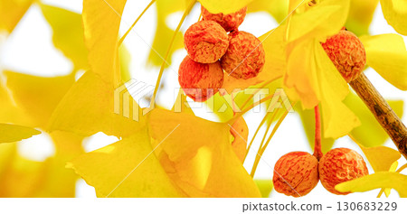 Ginkgo leaves and ginkgo nuts seen in a park in late autumn 130683229