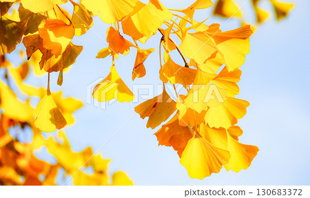 Ginkgo leaves turning yellow in a park as autumn deepens 130683372