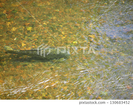 Salmon swimming upstream 130683452