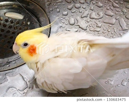 Hand-held cockatiel bathing in the kitchen sink 130683475