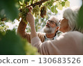 Senior couple picking grapes together in vineyard, enjoying a sunny day outdoors surrounded by green leaves and ripe grape clusters Senior couple picking grapes together in vineyard, enjoying a sunny day outdoors surrounded by green leaves and ripe grape clusters 130683526
