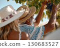 Man in straw hat harvesting dark grapes from vine on sunny day, with woman standing beside him in vineyard surrounded by green leaves and blue sky Man in straw hat harvesting dark grapes from vine on sunny day, with woman standing beside him in vineyard surrounded by green leaves and blue sky 130683527