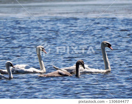 燕子天鵝的父母和孩子 燕子天鵝的父母和孩子 130684477