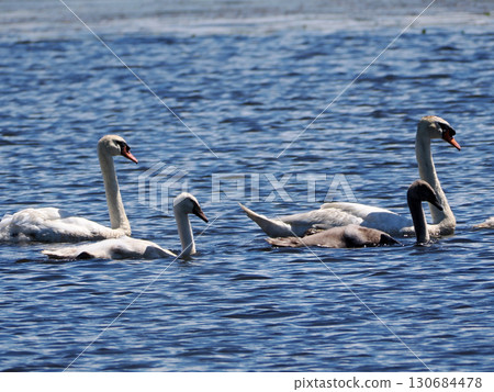 燕子天鵝的父母和孩子 130684478