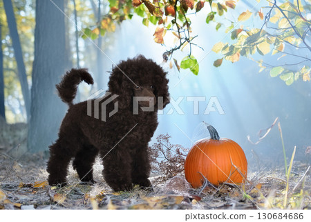 puppy poodle in nature 130684686