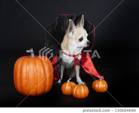 chihuahua in studio 130684690