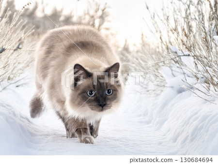 siberian cat in nature 130684694