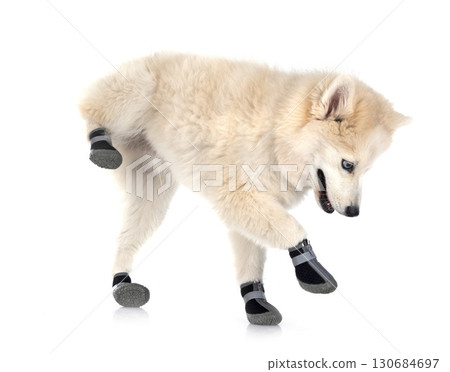 Pomsky in studio 130684697