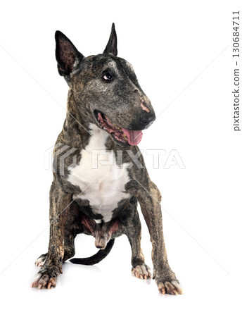 old bull terrier in studio 130684711