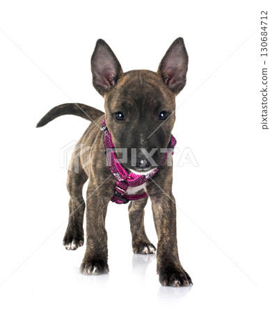 miniature bull terrier in studio 130684712