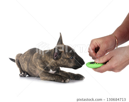 miniature bull terrier in studio 130684713