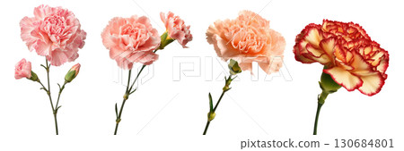 Set of beautiful Carnation flowers isolated on transparent background. 130684801