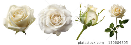 Set of beautiful white Rose flowers isolated on transparent background. 130684805