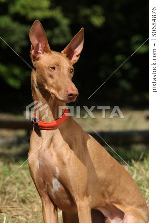 Amazing dog Pharaoh Hound in summer 130684876