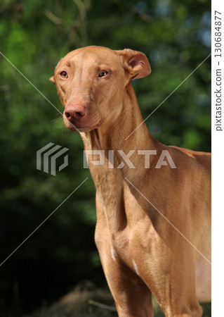 Amazing dog Pharaoh Hound in summer Amazing dog Pharaoh Hound in summer 130684877