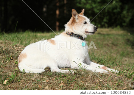 Happy dog lying on the grass 130684883