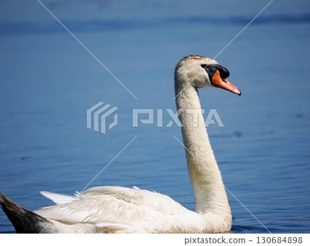 Mute swan floating on the water surface Mute swan floating on the water surface 130684898