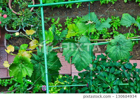 My grape garden My grape garden 130684934