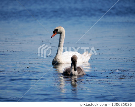 Parent and child of swallow swans 130685026