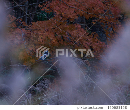 秋葉，鳥兒，秋天 130685138