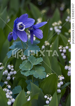 Lily of the valley Columbine 130685347