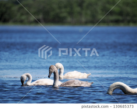 young mute swan young mute swan 130685373
