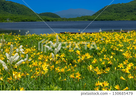 Day lilies in full bloom and white lilies in the Oguni Marsh in Oguni, Kumakura-cho, Kitakata City, Fukushima Prefecture, with Mount Nishi-Azuma in the background Day lilies in full bloom and white lilies in the Oguni Marsh in Oguni, Kumakura-cho, Kitakata City, Fukushima Prefecture, with Mount Nishi-Azuma in the background 130685479